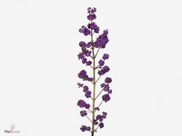 Callicarpa Bodinieri Magical Purple Giant 110cm