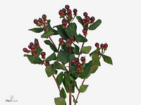 Hypericum Rocky Romance 60cm