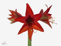 Hippeastrum Autum Valley 65cm