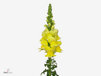 Antirrhinum Legend Yellow 70cm