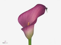 Zantedeschia Zazu 60cm