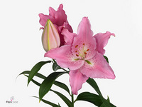 Lily Oriental Catemaco 105cm 5+