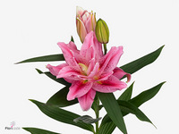 Lily Oriental Double Roselily Viola 95cm 5+