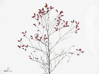 Limonium Sinense Scarlet Diamond 80cm 35gr.