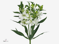 Alstroemeria Florinca Charmelia White 60cm