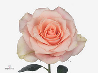 Rosa Harmony Peach 40cm