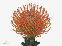Leucospermum Ayoba Orange 40cm