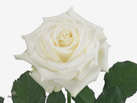 Rosa Alpe Dhuez 40cm