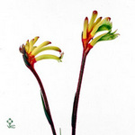 Anigozanthos Sun Gold 60cm