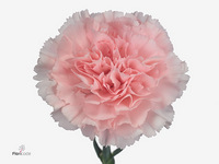 Dianthus Single Doncel 65cm