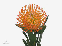 Leucospermum Ayoba Sun 40cm