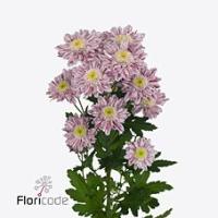 Chrysanth Spray Serenity 70cm 80gr.