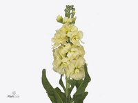 Matthiola Iron Yellow 65cm
