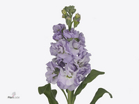 Matthiola Iron Marine 70cm