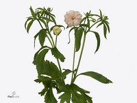 Ranunculus Butterfly Ariadne 70cm 40gr.
