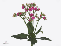 Kalanchoe Sweet Pink Meadow 40cm