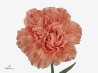 Dianthus Single Hermes Orange 70cm