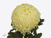 Chrysanth Single Vienna Cream 75cm 110gr.
