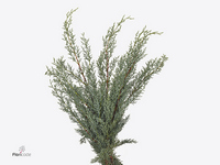 Cupressus Arizonica Glauca Per Bunch 60cm