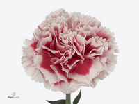 Dianthus Single Safari 70cm