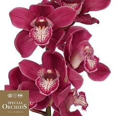 Cymbidium Vulcano 60cm