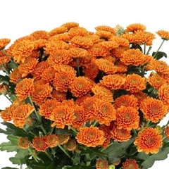 Chrysanth Santini Ellison Orange 55cm 48gr.