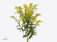 Solidago Sunny Glory 50cm