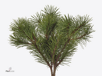 Pinus Mugo Per Bunch 60cm 400gr.