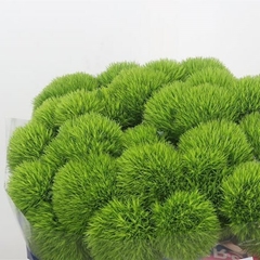 Dianthus Barb Kiwi Mellow 40cm