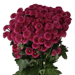 Chrysanth Santini Purpetta 55cm 44gr.