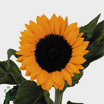 Helianthus Sunrich Orange 80cm