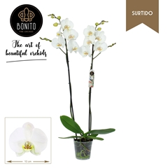 Phalaenopsis Silhouette 12Ø 75cm 2st