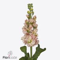 Matthiola Iron Apricot 70cm