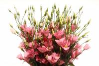 Eustoma Single Botanic Pink 70cm