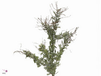 Acacia Baileyana Green Purpurea 65cm 200gr.