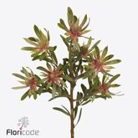 Leucadendron Ayoba Star Pearl 80cm Spray