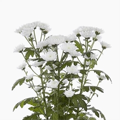 Chrysanth Santini Baykal 55cm 48gr.