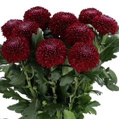 Chrysanth Single Poker 70cm 75gr.