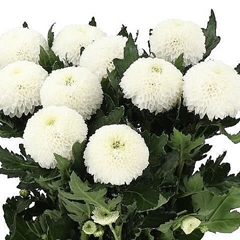 Chrysanth Single SuperBowl 70cm 85gr.