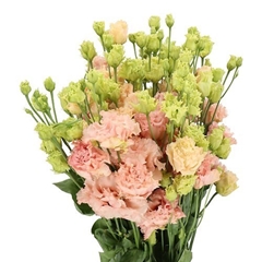 Eustoma Double Alissa Peach 70cm