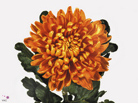 Chrysanth Single Astro 75cm 65gr.