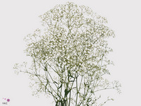 Gypsophila Paniculata Million Stars 80cm