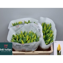 Tulip Single Strong Gold 40cm 35gr.