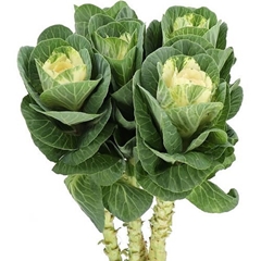 Brassica White Crane 60cm