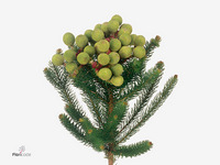 Berzelia Galpinii 50cm