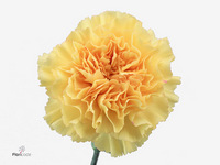 Dianthus Single Goldi 55cm