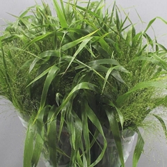 Panicum Fontaine 70cm