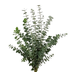 Eucalyptus Baby Blue Per Bunch 50cm 150gr.