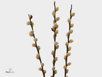 Salix Caprea Snow Flake 90cm