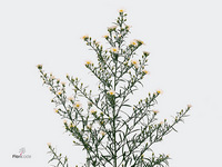 Aster Paquita 60cm 20gr.